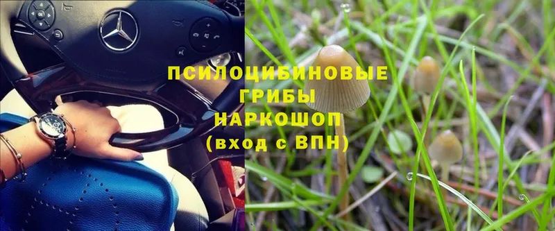 продажа наркотиков  Алагир  Псилоцибиновые грибы Psilocybine cubensis 